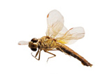 蜻蜓標(biāo)本